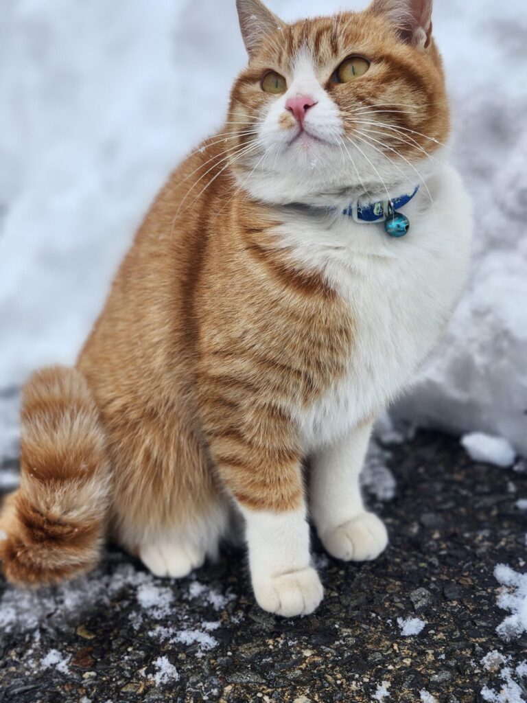 雪と遊ぶの外観